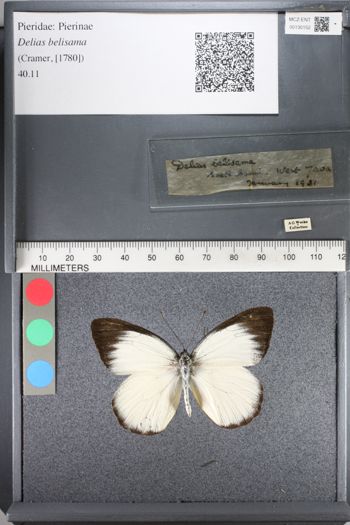 Media type: image;   Entomology 130152
